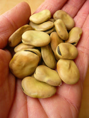 Load image into Gallery viewer, Fava, 'Aquadulce'
