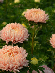 Load image into Gallery viewer, Aster, China, 'Tower Chamois'
