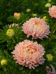 Load image into Gallery viewer, Aster, China, 'Tower Chamois'
