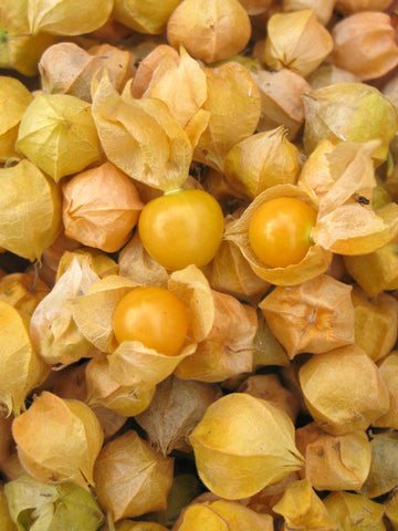 Tomatillos & Ground Cherries