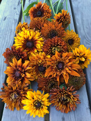 Load image into Gallery viewer, Rudbeckia, 'Autumn Sunset'
