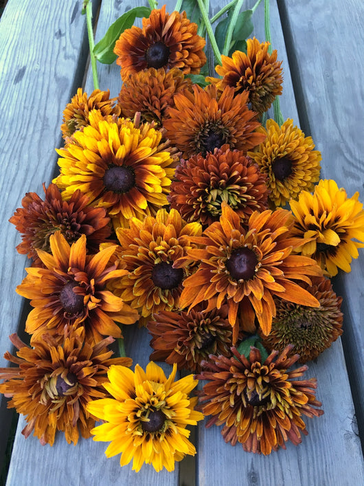 planting rudbeckia seeds in fall Rudbeckia, 'Autumn Sunset'