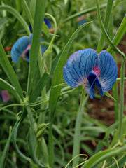 Load image into Gallery viewer, Sweet Pea Sp., 'Azureus'
