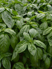 Load image into Gallery viewer, Basil, 'Italian Large Leaf'
