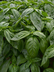 Load image into Gallery viewer, Basil, 'Italian Large Leaf'
