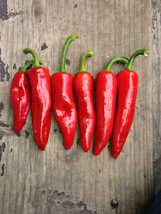 Hot Pepper, 'Basque' | Uprising Seeds