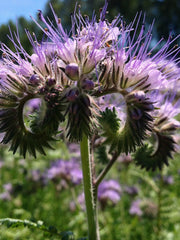 Load image into Gallery viewer, Phacelia, 'Bee's Friend'
