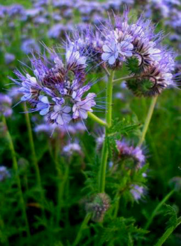 Phacelia