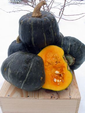 Winter Squash
