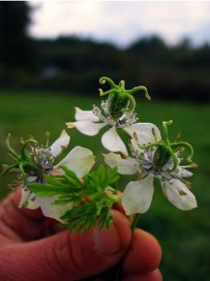 images of black seed plant Nigella, 'Black Cumin'
