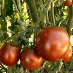 Load image into Gallery viewer, Tomato, 'Black Prince'
