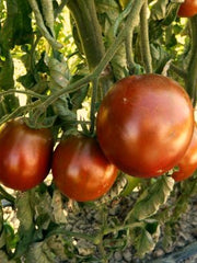 Load image into Gallery viewer, Tomato, 'Black Prince'
