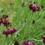 Load image into Gallery viewer, Bachelor's Button, 'Black Ball'
