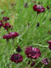 Load image into Gallery viewer, Bachelor's Button, 'Black Ball'
