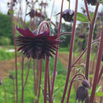 Load image into Gallery viewer, Columbine, 'Black Barlow'
