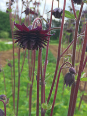 Load image into Gallery viewer, Columbine, 'Black Barlow'
