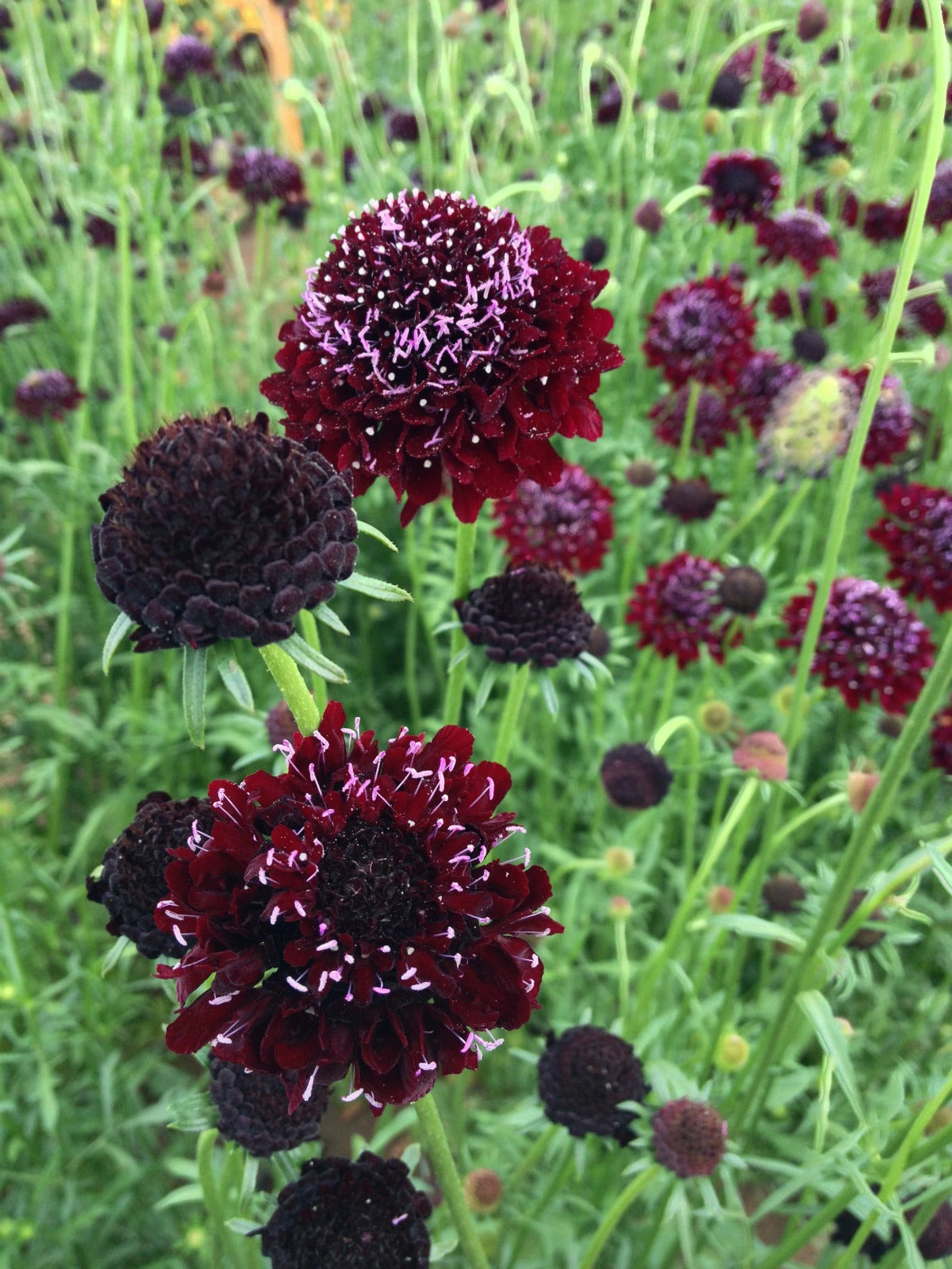 black knight succulent bloom Scabiosa, 'Black Knight'