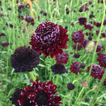 Load image into Gallery viewer, Scabiosa, 'Black Knight'
