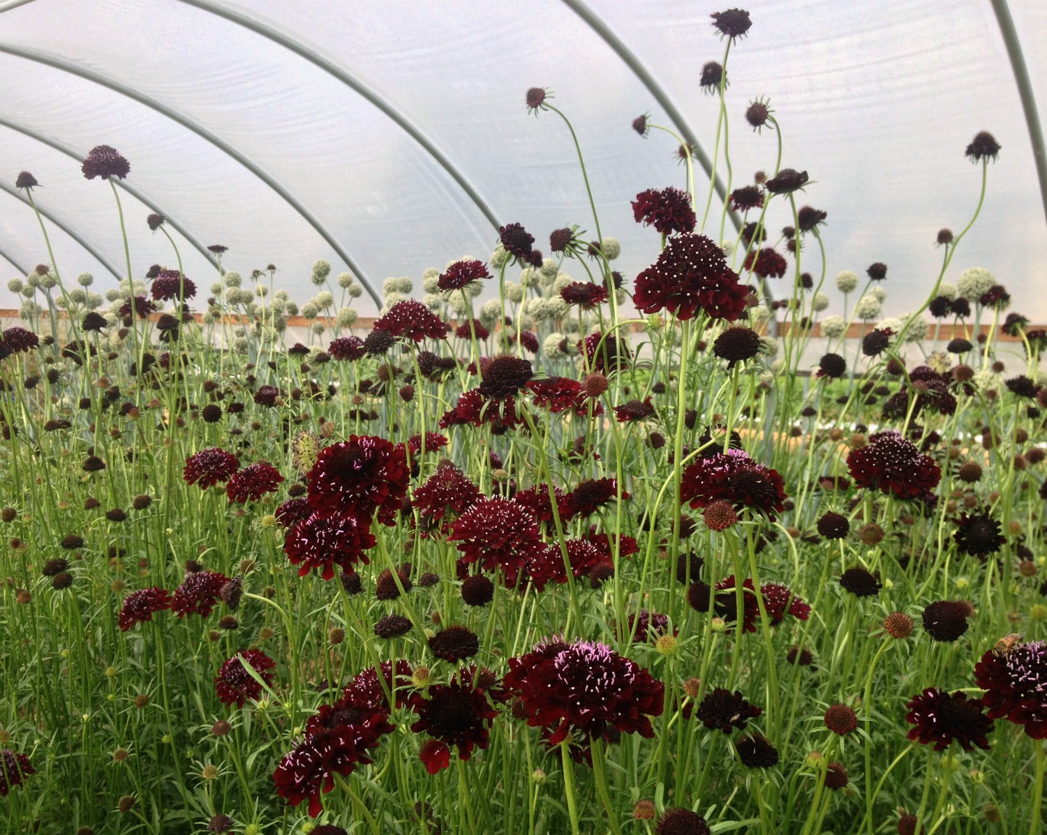black knight succulent bloom Scabiosa, 'Black Knight'