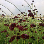 Load image into Gallery viewer, Scabiosa, 'Black Knight'
