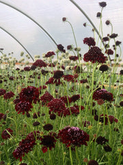Load image into Gallery viewer, Scabiosa, 'Black Knight'
