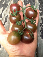 Load image into Gallery viewer, Tomato, 'Black Cherry'
