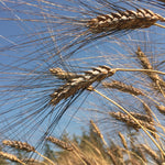 Load image into Gallery viewer, Wheat, 'Black Eagle'
