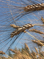 Load image into Gallery viewer, Wheat, 'Black Eagle'
