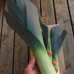 Load image into Gallery viewer, Leek, 'Blaugruner Avano'
