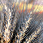Load image into Gallery viewer, Wheat, 'Black Eagle'
