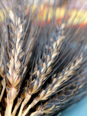 Load image into Gallery viewer, Wheat, 'Black Eagle'
