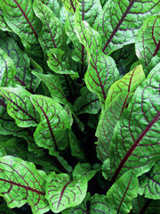 Load image into Gallery viewer, Blood Sorrel
