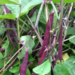 Load image into Gallery viewer, Bean, Bush Snap, 'Blooming Prairie'
