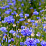 Load image into Gallery viewer, Bachelor's Buttons, 'Florist Blue Boy'
