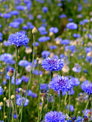 Load image into Gallery viewer, Bachelor's Buttons, 'Florist Blue Boy'
