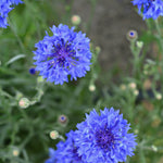 Load image into Gallery viewer, Bachelor's Buttons, 'Florist Blue Boy'
