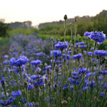 Load image into Gallery viewer, Bachelor's Buttons, 'Florist Blue Boy'
