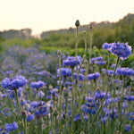 Load image into Gallery viewer, Bachelor's Buttons, 'Florist Blue Boy'
