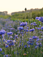 Load image into Gallery viewer, Bachelor's Buttons, 'Florist Blue Boy'
