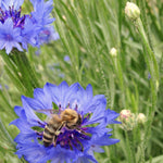 Load image into Gallery viewer, Bachelor's Buttons, 'Florist Blue Boy'
