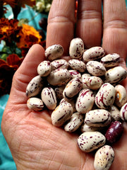 Load image into Gallery viewer, Bean, Pole Dry, 'Borlotto Gaston'
