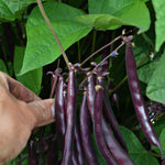 Load image into Gallery viewer, Bean, Bush Snap, 'Blooming Prairie'
