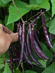 Load image into Gallery viewer, Bean, Bush Snap, 'Blooming Prairie'

