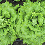 Load image into Gallery viewer, Lettuce, 'La Brillante'
