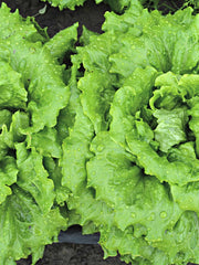 Load image into Gallery viewer, Lettuce, 'La Brillante'

