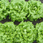 Load image into Gallery viewer, Lettuce, 'La Brillante'
