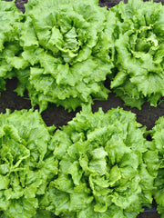Load image into Gallery viewer, Lettuce, 'La Brillante'
