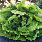 Load image into Gallery viewer, Lettuce, 'La Brillante'
