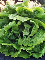 Load image into Gallery viewer, Lettuce, 'La Brillante'
