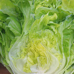 Load image into Gallery viewer, Lettuce, 'La Brillante'
